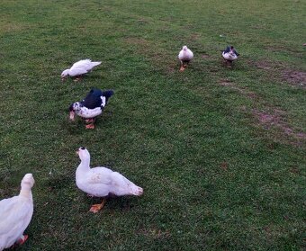 Kachna pižmová - 3