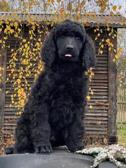 Pudl královský - 3