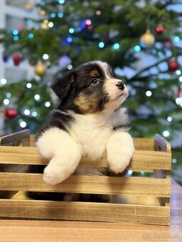 Australský ovčák s PP - 3