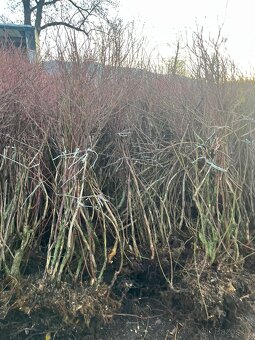 9 lete kanadské borůvky  TRINEC 500kc - 3