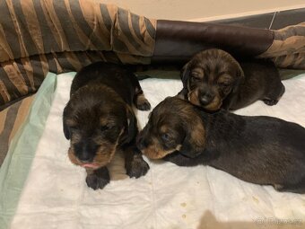 Jezevčík standard drsnosrstý s PP - 3