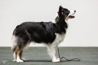 Štěňátka border kolie s PP - 3