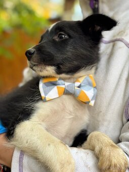 DIANKA - štěně, fenečka 3-4 měsíce - 3