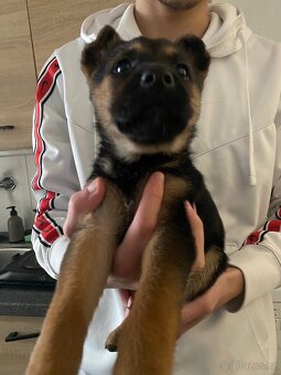 Štěně Německého ovčáka s belgickým ovčákem-MELENOIS - 3