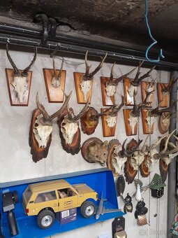 Trofeje,paroží - 3