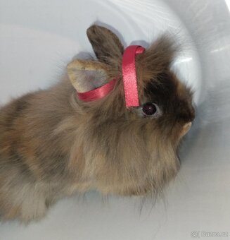 Zakrslý králíček bez PP samička Christie - 3