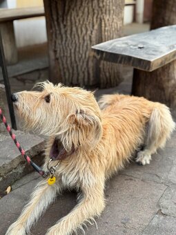 Readopce skvělé parťačky Saash - 3