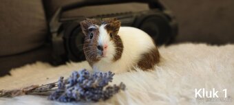 Prodám morčata - 3