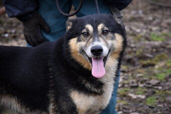 Roger hledá domov - 3