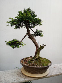 Tis červený bonsai - 3