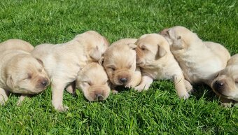 Labradorský retriever - 3