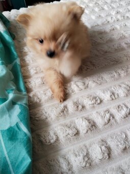 Pomeranian mini Boo - 3