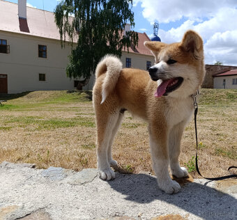 Akita inu s PP - 3