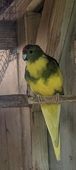 Kakariki rudočelé 2025 - 3