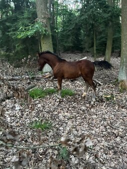 Welsh pony (C) hřebeček - 3