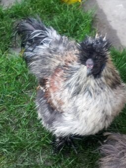 Prodám dva kohoutky Hedvabničy - 3