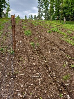 Prodej lesa Klisinec 9634m2 - 3