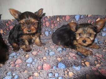 Jorkšírský teriér - 3