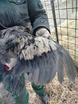 Brahmanka velká - kohout - 3