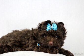 jorkšírský terrier s PP - 3