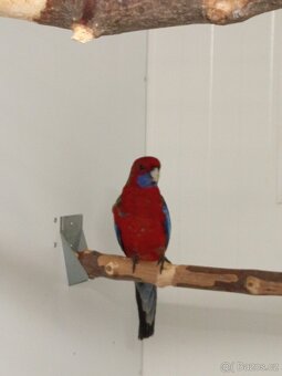 Rozela Pennantova - 3