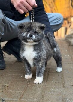 Akita Inu s průkazem původu (PP) - FCI & AKIHO - 3