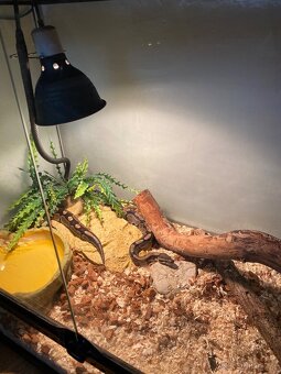 Python regius 1.0 - 3