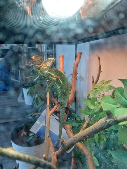 Chameleon jemenský včetně terária a příslušenství - 3