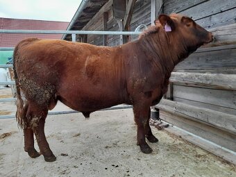 Prodám plemenné býky Aberdeen Angus - 3