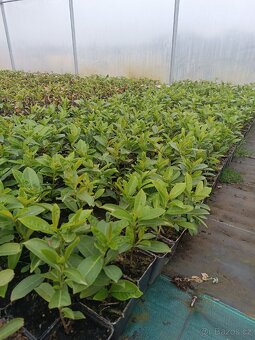 Prunus Novita VAVRIN 20-30 cm p9 - 3