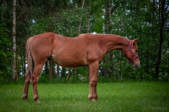 QH hřebec do sportu - TOP cowhorse/reining původ, super cena - 3