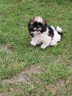 Shih-tzu,sicu,shi-tzu - 3