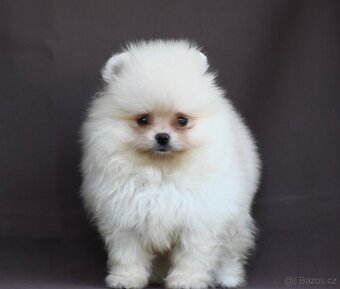 Pomeranian - 3