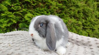 Zakrslý beránek, králíček, králík-HENRY - 3