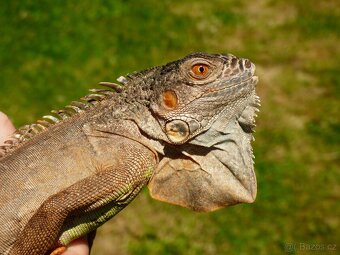 Červený leguán (Iguana iguana) - 3