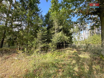 Prodej lesa, 62499 m², Trubín - 3