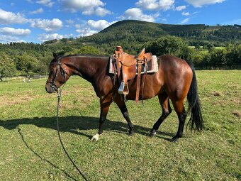 Valach QH 4,5 roku - 3