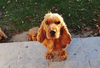 Anglický kokršpaněl - pes a fenka - 3