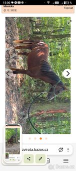 Klisny pony WPB 18 měsíců - 3