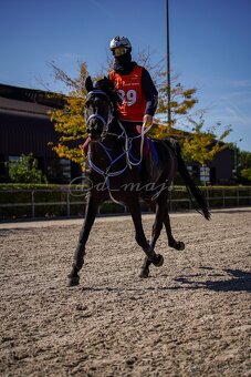 Equanadi-arabsky zrebec - 3