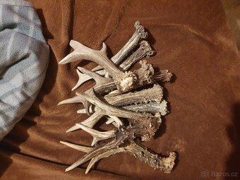 Parozi pro psy shozy - 3