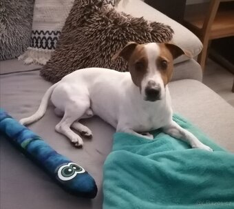 Jack Russell teriér - 3