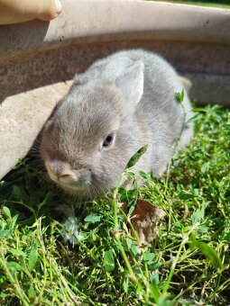 Samička výměnou za samce - 3