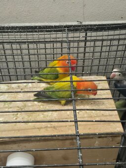 Agapornis fischeri - 3