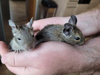 Osmák degu - mláďata - 3