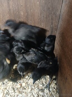 Ayam cemani - kuřata - 3