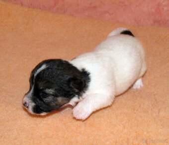 Jack Russell teriér – 4 fenky + 2 pejsci s PP k rezervaci - 3
