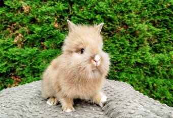 Zakrslý králík, králíček -(lvíček)-TESSIE - 3