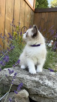 Kocourek plemene Ragdoll - 3