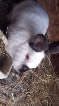 Prodám chovnýho králíka a tři chovné kraličice - 3